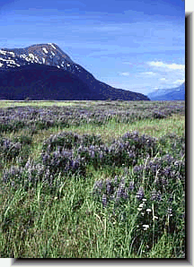 mountain1
