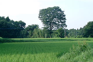 photo1
