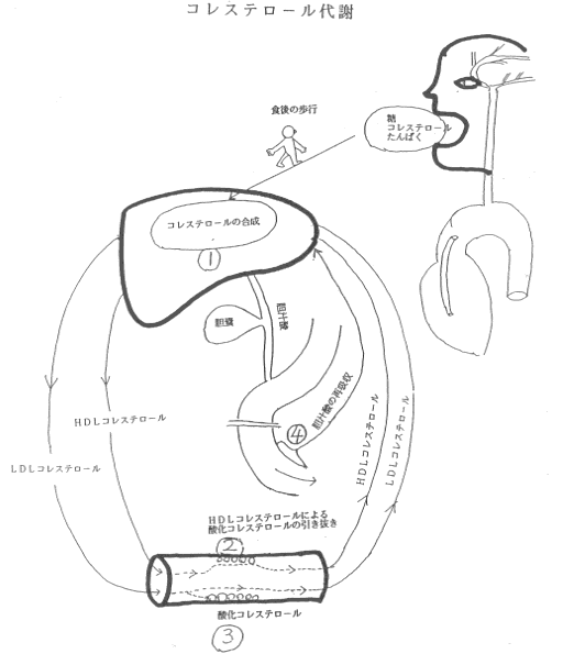 �R���X�e���[���̎��Â̐}