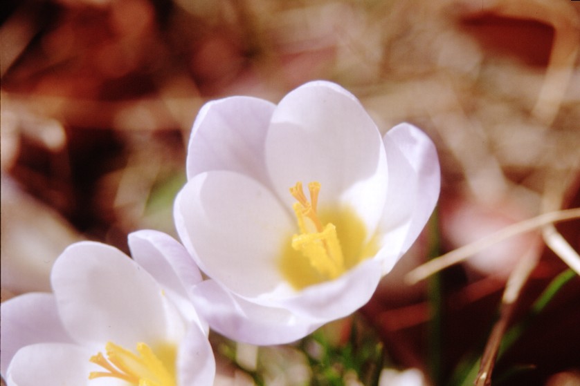 �N���b�J�X