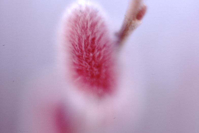 �l�R���i�M