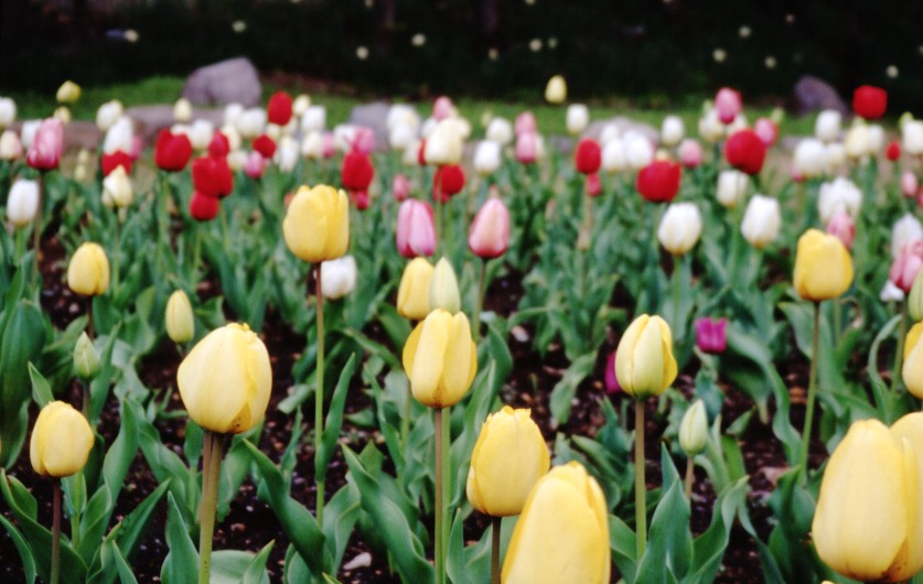 �`���[���b�v�Q