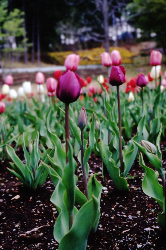 �`���[���b�v�R