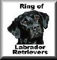 Ring of Labrador Retrievers