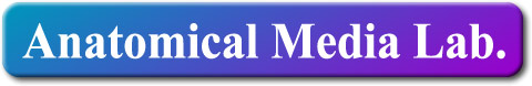 Anatomical Media Lab.