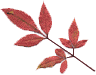 leaf_scan_01.gif V