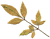 leaf_scan_01_02.gif