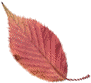 leaf_scan_02.gif 