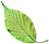 leaf_scan_02_03.gif