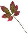 leaf_scan_03.gif