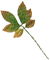leaf_scan_03_02.gif
