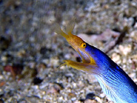 �n�i�q�Q�E�c�{