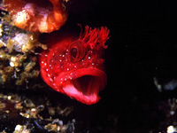 �A���C�\�R�P�M���|