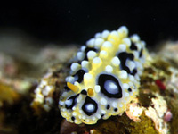 �L�C���C�{�E�~�E�V